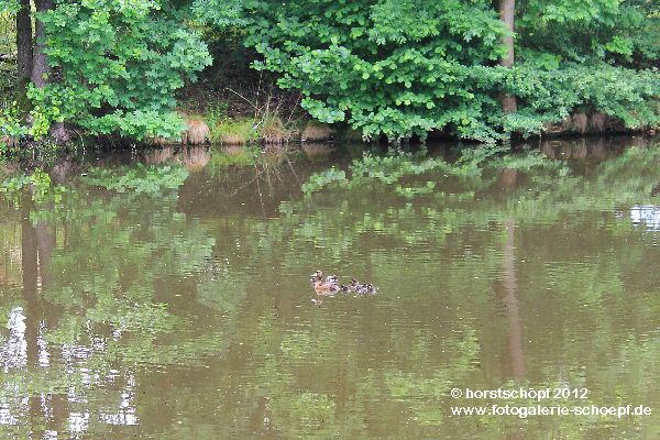 Enten a Loeschweiher A-Waechter-Str (1)